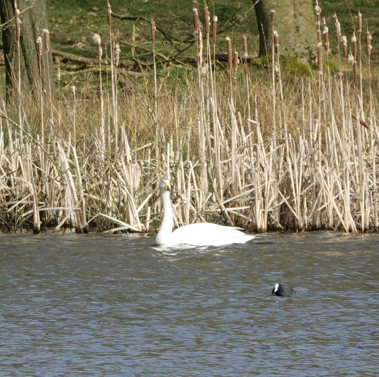 Whooper Swan at Woolfall Mere, March 25th 2021, picture by John Vickers